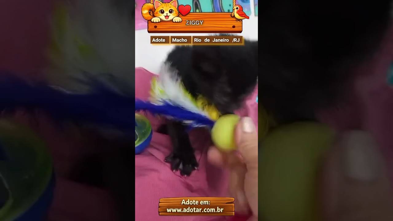 Gato raça SRD-ViraLata idade 2 a 6 meses nome ZIGGY