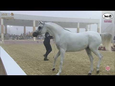N 181 FATTAM AL NASSER   Katara International Arabian Horse Festival   Mares 7 10 Years Old Class 8A