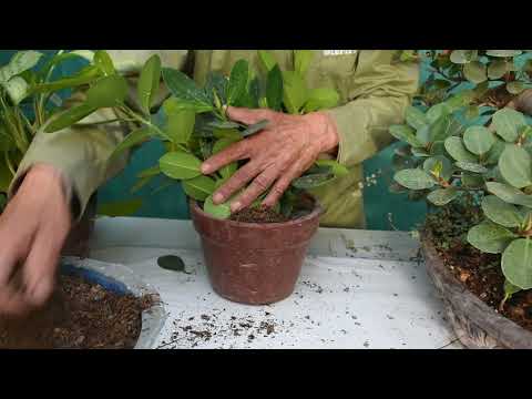 Poda y mantenimiento de un Ficus ¡DE 25 Años!