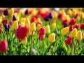 Beautiful Relaxing Music Peaceful Instrumental Music Thursday Morning Sunrise By Pacific Relaxed