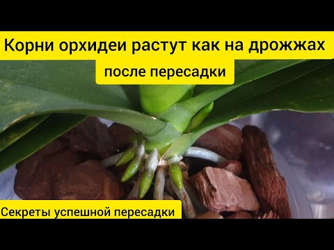 , title : 'Корни орхидеи растут быстро и много || Правильная пересадка и подкормка орхидей'