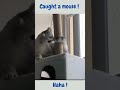 A Cat Biting Its Tail