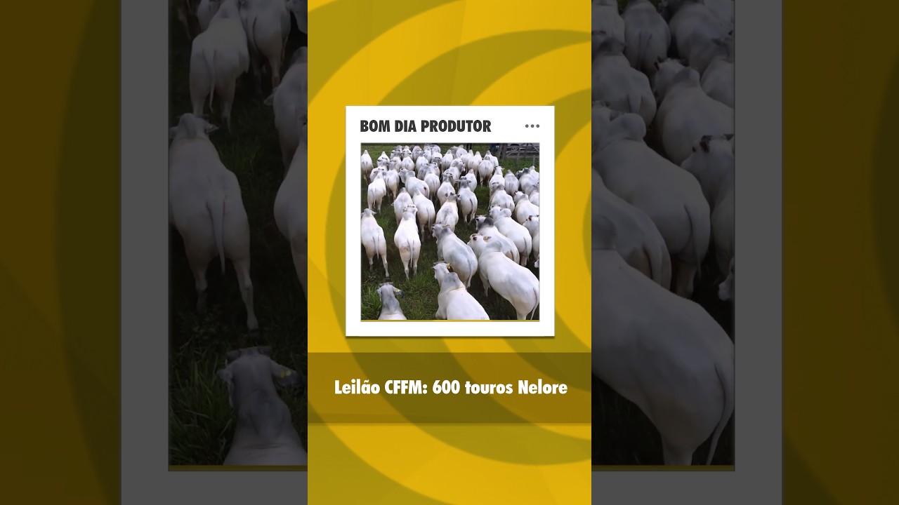 Mega Leilão CFM 2026 oferta 600 touros nelore dia 6 de agosto no Canal do Boi