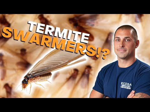 image-Can baby termites fly?