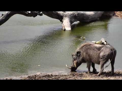 Djuma: Lone Warthog  - 12:55 - 09/29/18