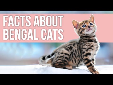 Facts About Bengal Cats That Make Them Popular