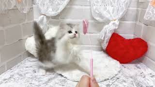 ミヌエットの動画02