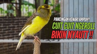 Download lagu SUARA Kenari GACOR PANJANG Pancingan & masteran Kenari Paud AGAR gacor AMPUH Kenari MACET bunyii mp3