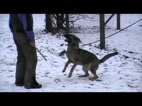 GUCCI AYKMAR - defence - 11 months, helper: Marek Černý