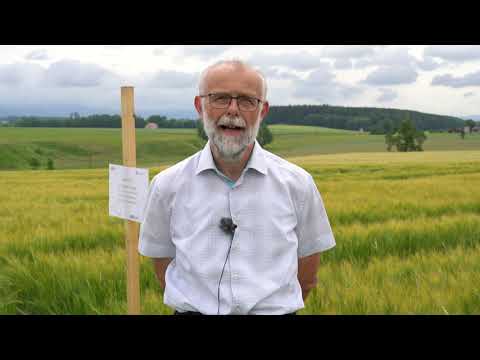 Feldtag Bad Wimsbach 2020 - WINTERGERSTE Fungizid- und Wachstumsreglerversuch