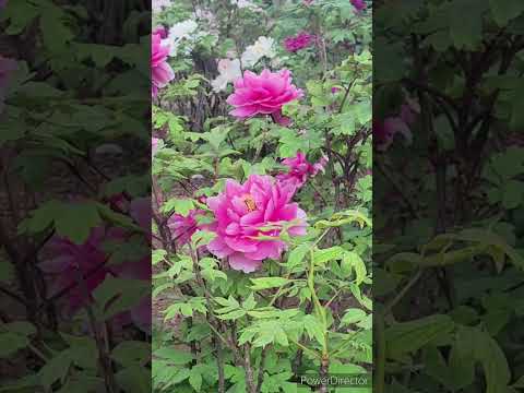 牡丹を植える：いつ、どのように花を咲かせて天国のような庭園を作るのでしょうか？  庭園