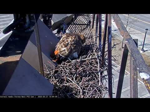 A Second Egg Arrives Right On Time at the #CornellHawks Nest! – March 21, 2020