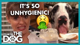 Huge Great Danes Steal Food From the Kitchen Counter!  | It's Me or the Dog