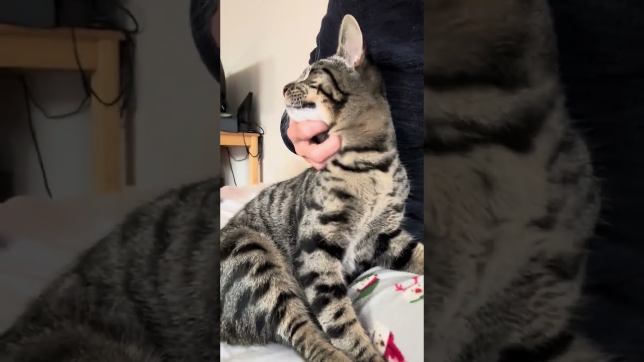 Enlarge Bear, a Adoptable Tabby in Sunnyvale, CA video 2/6