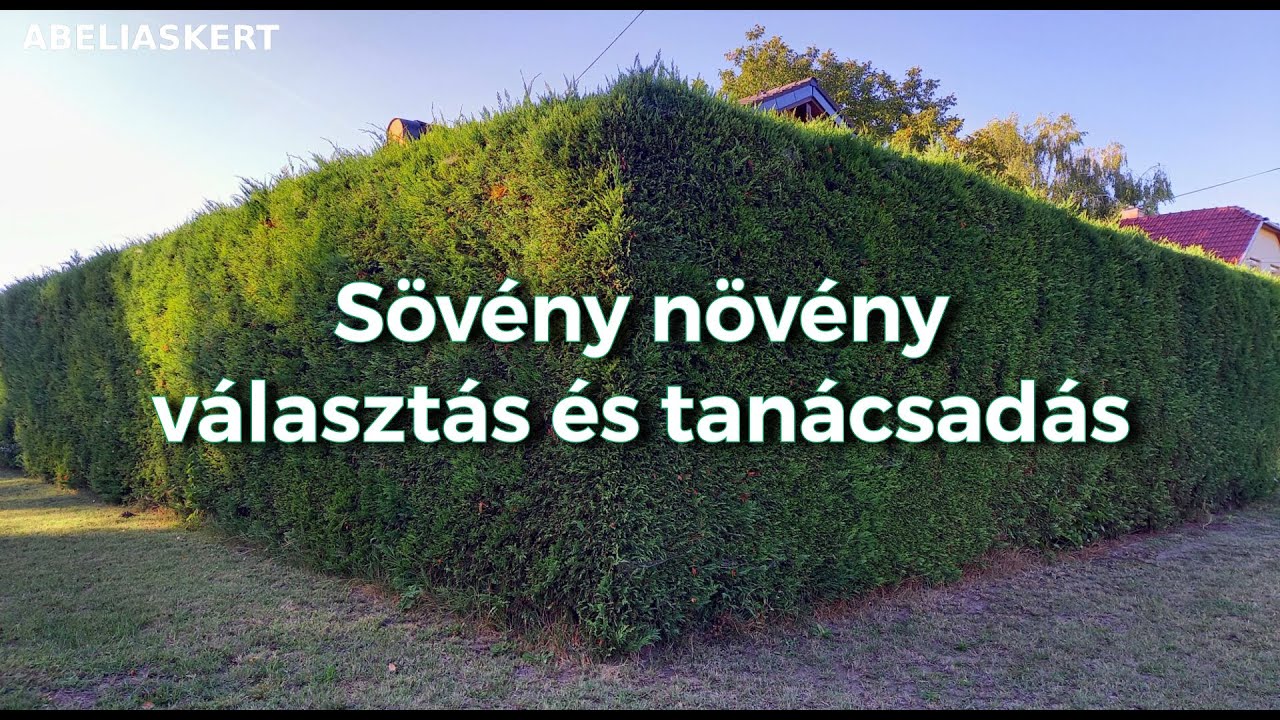 Sövény növény választás tanácsadással