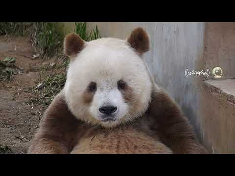 Hilarious Encounters with the Cute Panda Cubs 😂😂😂 Groaning About This Lady's Endless...