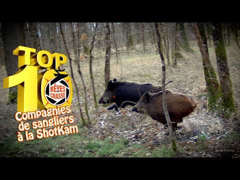Top 10 Rêves De Chasse n°39 - Janvier 2026 -  Compagnies de sangliers à la ShotKam (au bois) Top 25