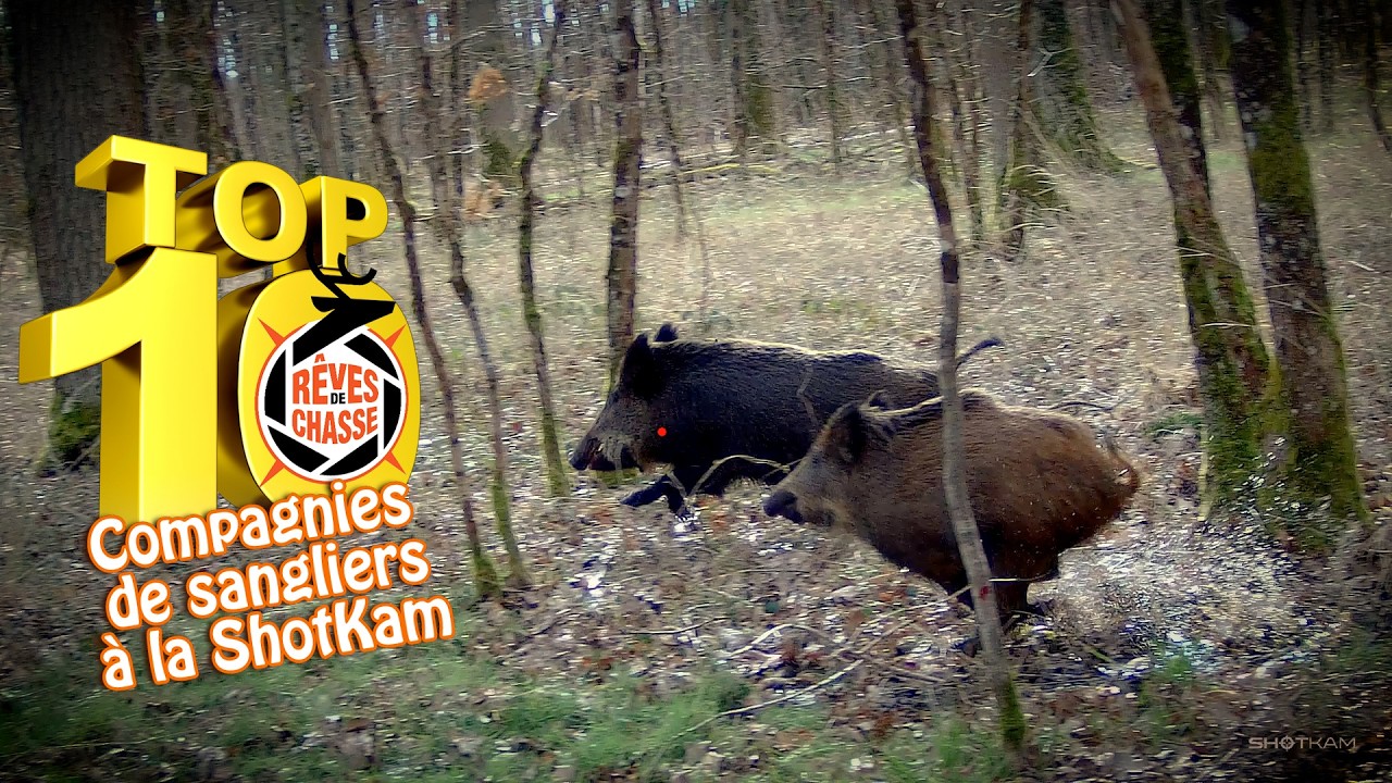 Top 10 Rêves De Chasse n°39 - Janvier 2026 -  Compagnies de sangliers à la ShotKam (au bois) Top 25