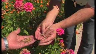 How To Collect Seed From Your Garden