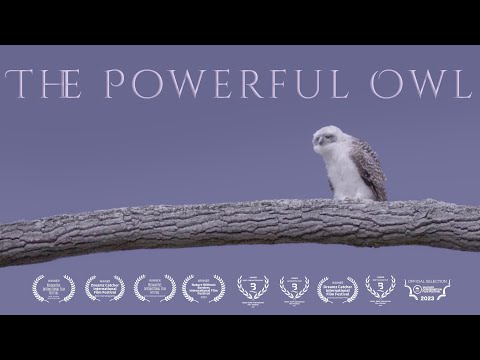 The Powerful Owl  -  Australian Owl Documentary
