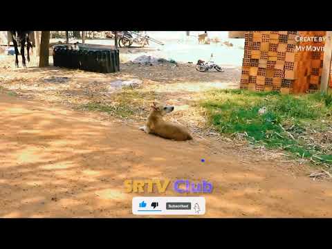 dog prank funny video