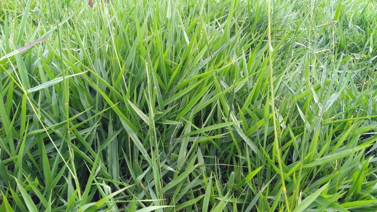 DIVISÃO DE PASTAGEM