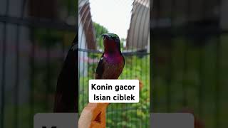 Download lagu Konin isian ciblek mp3