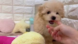 ハーフ犬の動画01