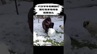 雪だるま作ったよ【豆腐パスタ切り抜き】#パグ #犬のいる暮らし #犬のいる生活