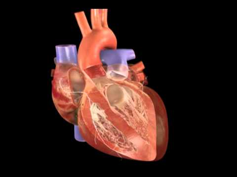 download lagu mp3 mp4 Corao Batendo, download lagu Corao Batendo gratis, unduh video klip Corao Batendo