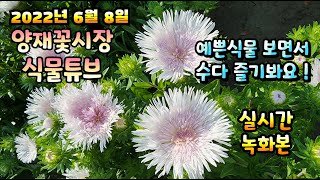 2022년 6월 8일 수요일   예쁜식물들  보면서  수다즐겨봐요 #양재꽃시장 #식물튜브