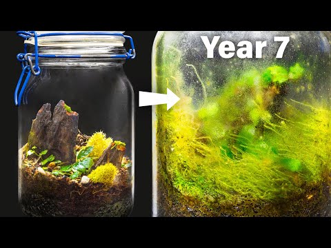 My Closed Terrarium After 7 Years of Life in a Jar
