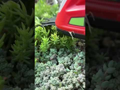 メンテナンス不要の花壇 - 最小限の労力で最大の効果を発揮  庭園