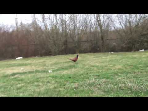 Der Fasan während der Fahrt gefilmt Wild   Fasan schnell zu Fuß