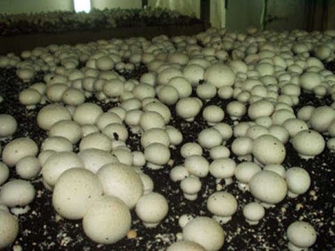 Button Mushroom Cultivation Process