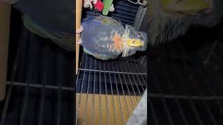 Pionus Parrot Birds Videos