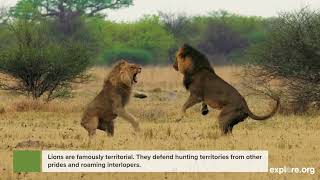 6 Facts About Lion Hunting