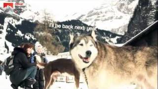 preview picture of video 'International Sledge Dogs Race - Kandersteg'