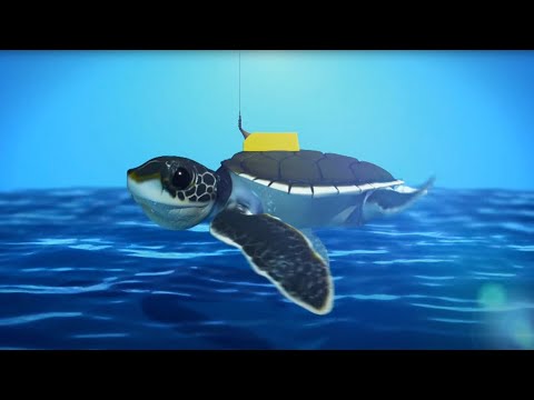 Where Sea Turtles Go During Their “Lost Years” | Science Update!
