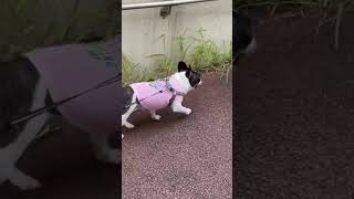 呼ばれたらついつい振り向いちゃうワンコ #shorts