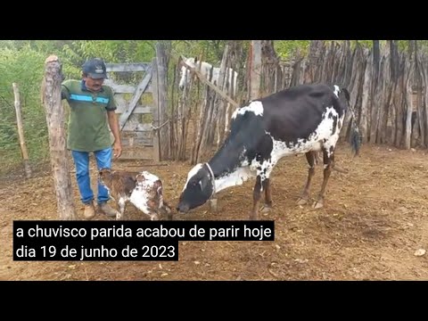 Vacinando o gado no assentamento Nova conquista em Pedro avelino Rio grande do Norte.
