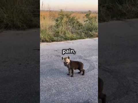 Why Hyenas Suffer So Much Giving Birth 😲