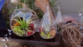 Air Plant Terrariums & Tillandsia Care (2.5)