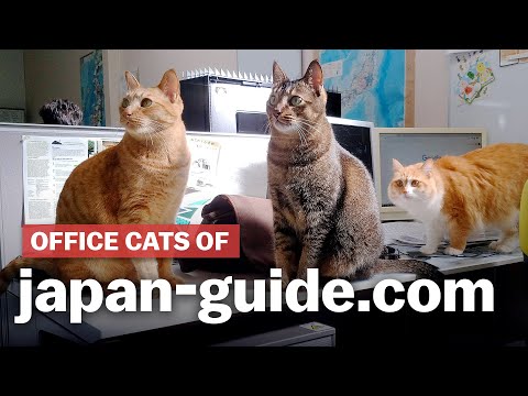 オフィスの猫たち｜japan-guide.com (Office cats of japan-guide | japan-guide.com)
