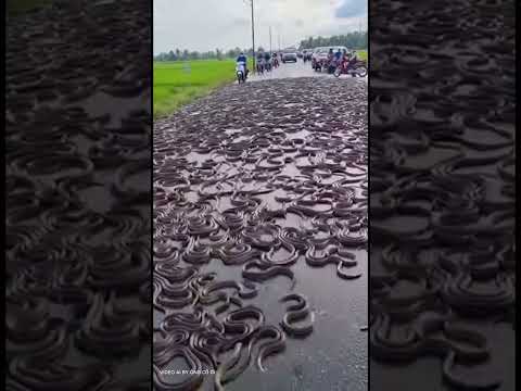 Hiện tượng không tồn tại trên trái đất : Hàng ngàn con lươn bò ngang qua trên đường quốc lộ
