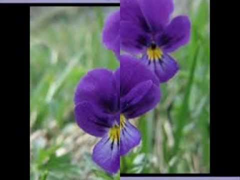 Primavara bine ai venit !.mpg