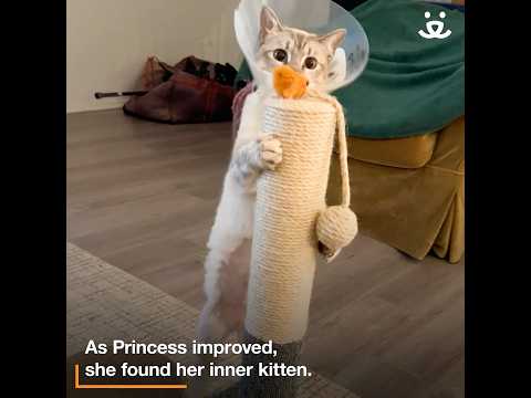 Cat finds her inner kitten again