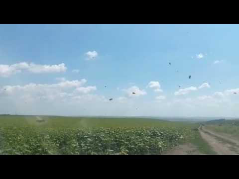 Albine ucigașe la Heleșteni, jdețul Iași