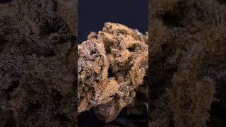 Curing 101 - Tips: Dialing in the environment and maintaining it without the loss of terps! #plants