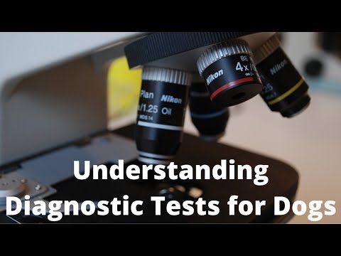 Understanding Laboratory Diagnostic Tests For Dogs